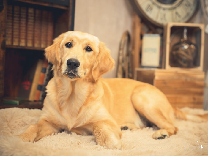 I Paid Tribute To Dogs By Making Them Stars Of The Day (37 Pics)