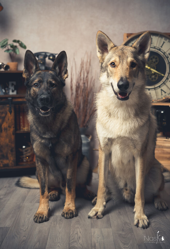 I Paid Tribute To Dogs By Making Them Stars Of The Day (37 Pics)