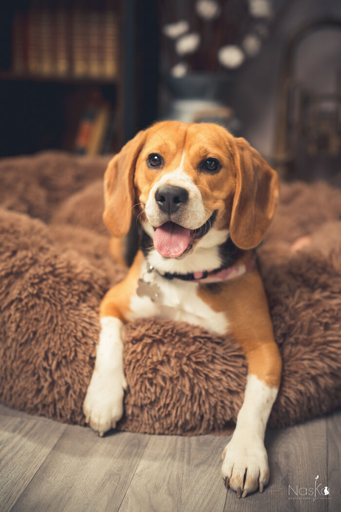 I Paid Tribute To Dogs By Making Them Stars Of The Day (37 Pics)