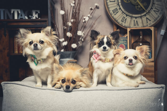 I Paid Tribute To Dogs By Making Them Stars Of The Day (37 Pics)