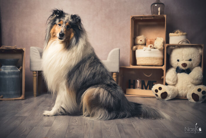 I Paid Tribute To Dogs By Making Them Stars Of The Day (37 Pics)