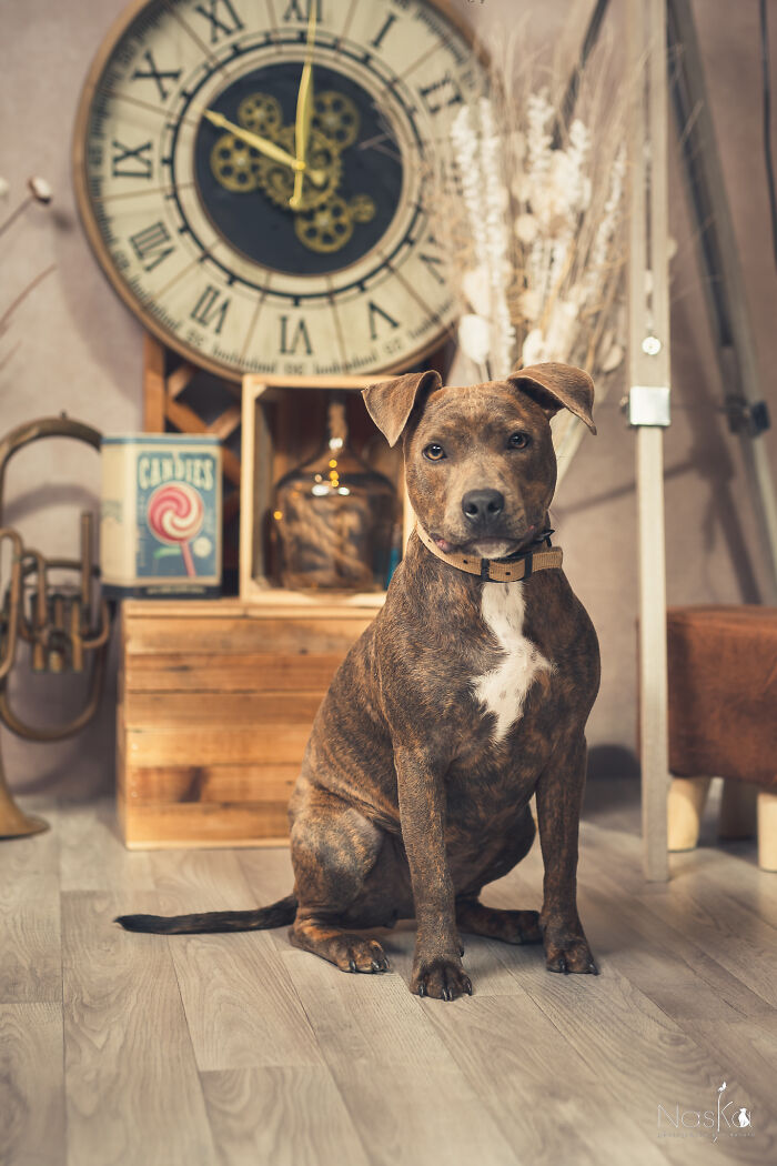 I Paid Tribute To Dogs By Making Them Stars Of The Day (37 Pics)