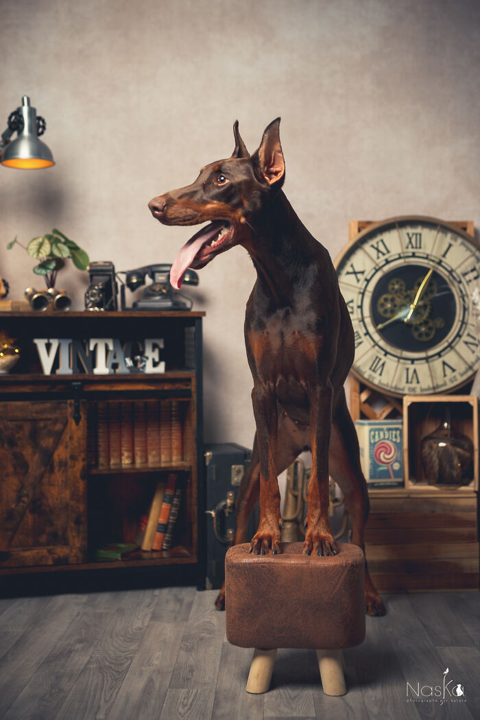 I Paid Tribute To Dogs By Making Them Stars Of The Day (37 Pics)