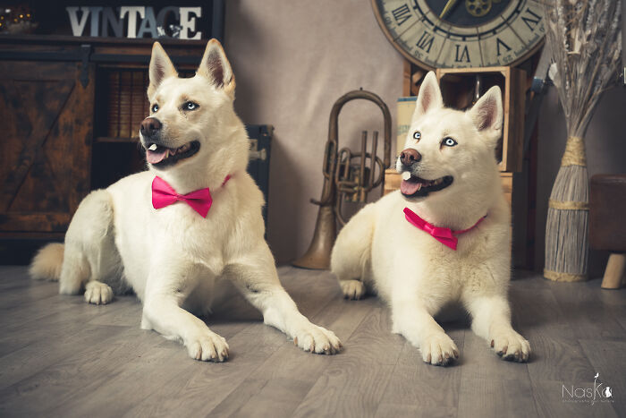 I Paid Tribute To Dogs By Making Them Stars Of The Day (37 Pics)