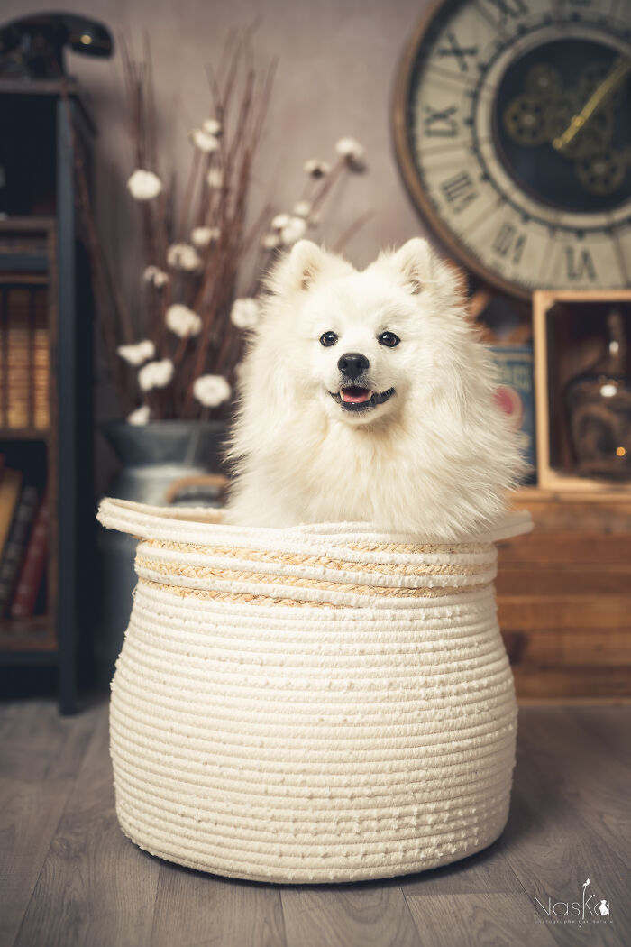 I Paid Tribute To Dogs By Making Them Stars Of The Day (37 Pics)