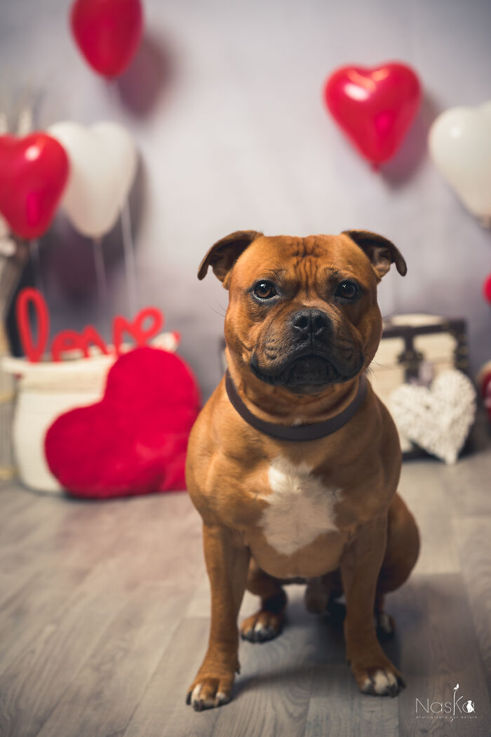 I Paid Tribute To Dogs By Making Them Stars Of The Day (37 Pics)