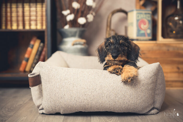 I Paid Tribute To Dogs By Making Them Stars Of The Day (37 Pics)