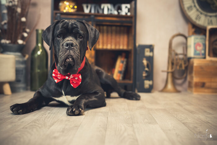 I Paid Tribute To Dogs By Making Them Stars Of The Day (37 Pics)