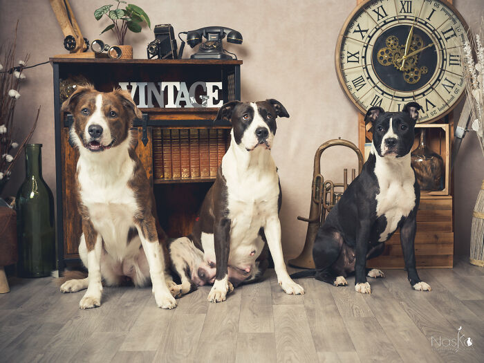 I Paid Tribute To Dogs By Making Them Stars Of The Day (37 Pics)