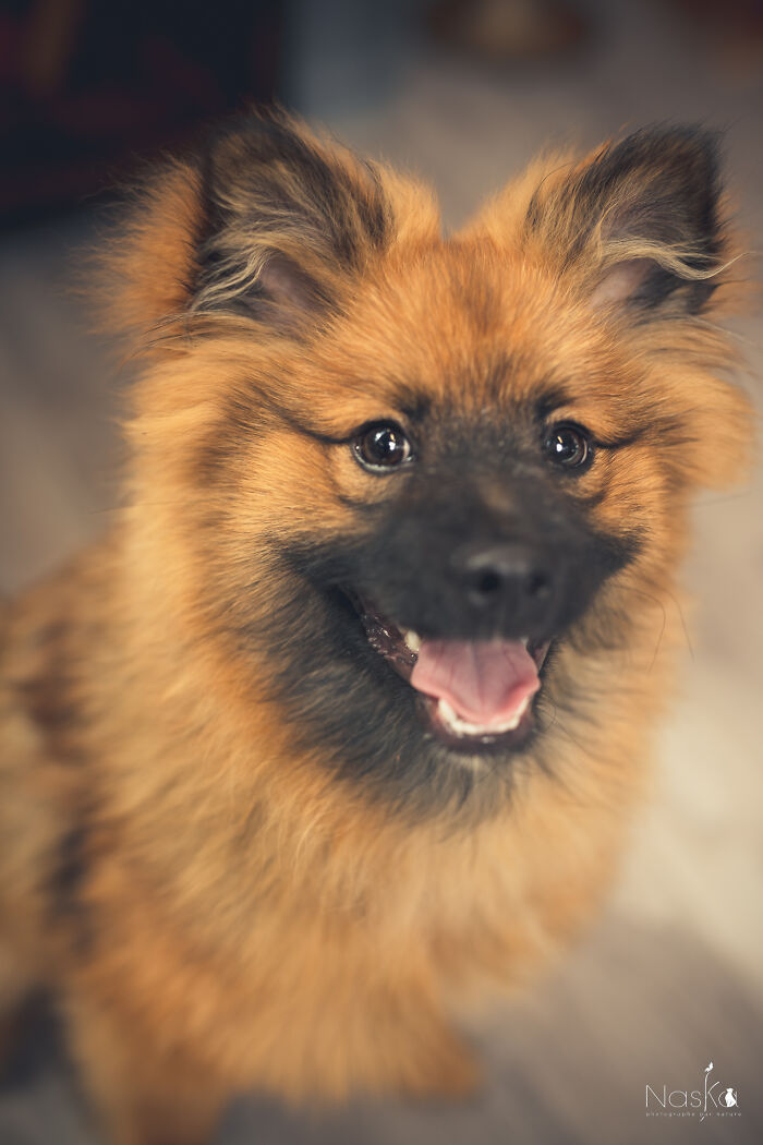 I Paid Tribute To Dogs By Making Them Stars Of The Day (37 Pics)