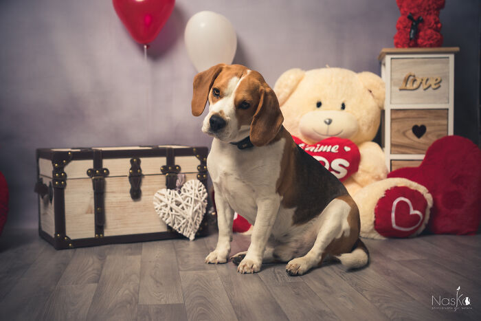 I Paid Tribute To Dogs By Making Them Stars Of The Day (37 Pics)
