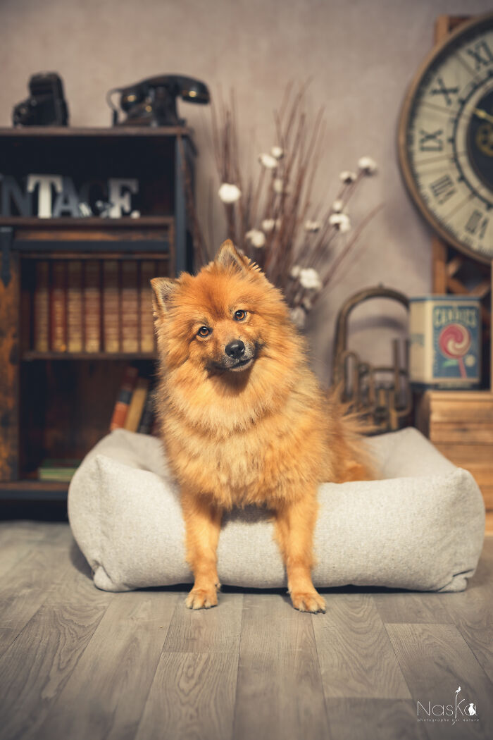 I Paid Tribute To Dogs By Making Them Stars Of The Day (37 Pics)