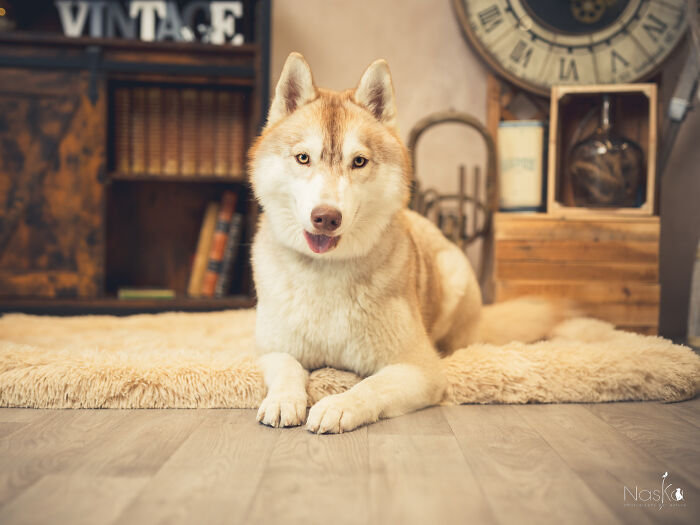 I Paid Tribute To Dogs By Making Them Stars Of The Day (37 Pics)