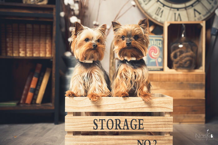 I Paid Tribute To Dogs By Making Them Stars Of The Day (37 Pics)