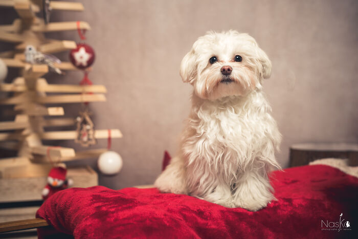I Paid Tribute To Dogs By Making Them Stars Of The Day (37 Pics)