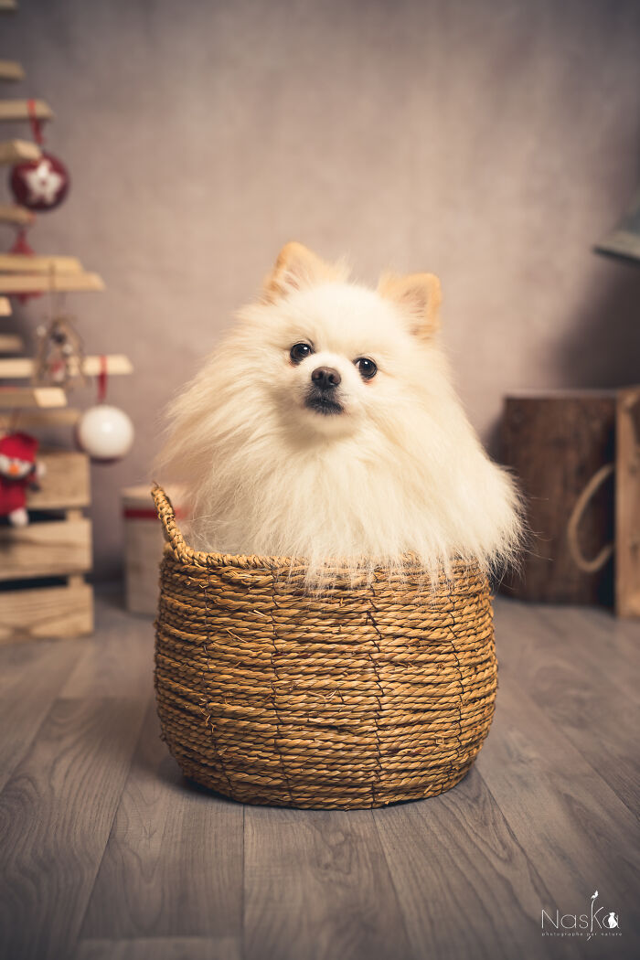 I Paid Tribute To Dogs By Making Them Stars Of The Day (37 Pics)