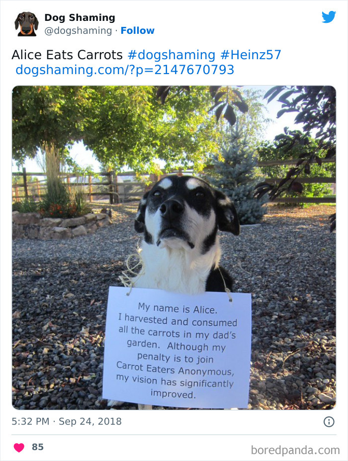 40 Dogs That Committed Such Wicked Acts, Their Owners Couldn&#8217;t Help But &#8220;Shame&#8221; Them (New Pics)