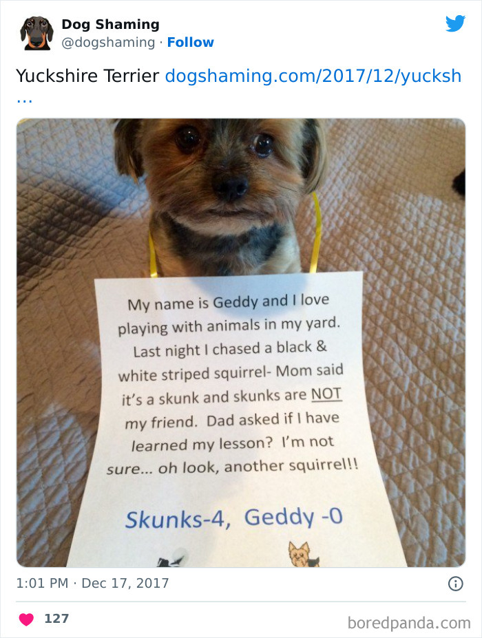 40 Dogs That Committed Such Wicked Acts, Their Owners Couldn&#8217;t Help But &#8220;Shame&#8221; Them (New Pics)
