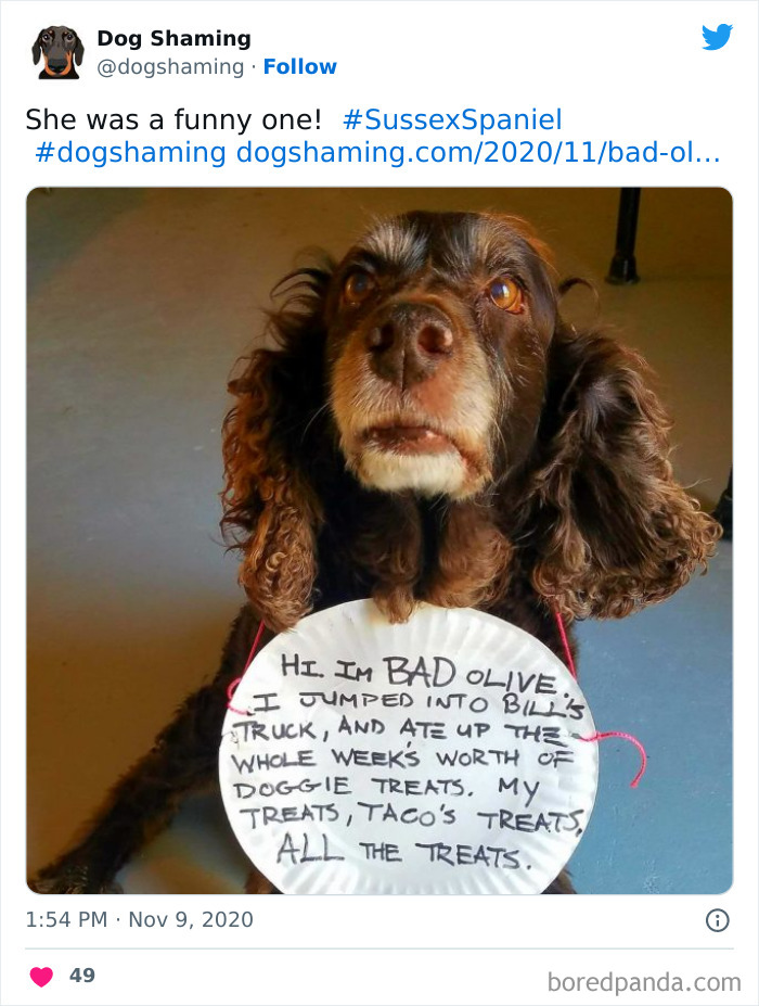 40 Dogs That Committed Such Wicked Acts, Their Owners Couldn&#8217;t Help But &#8220;Shame&#8221; Them (New Pics)