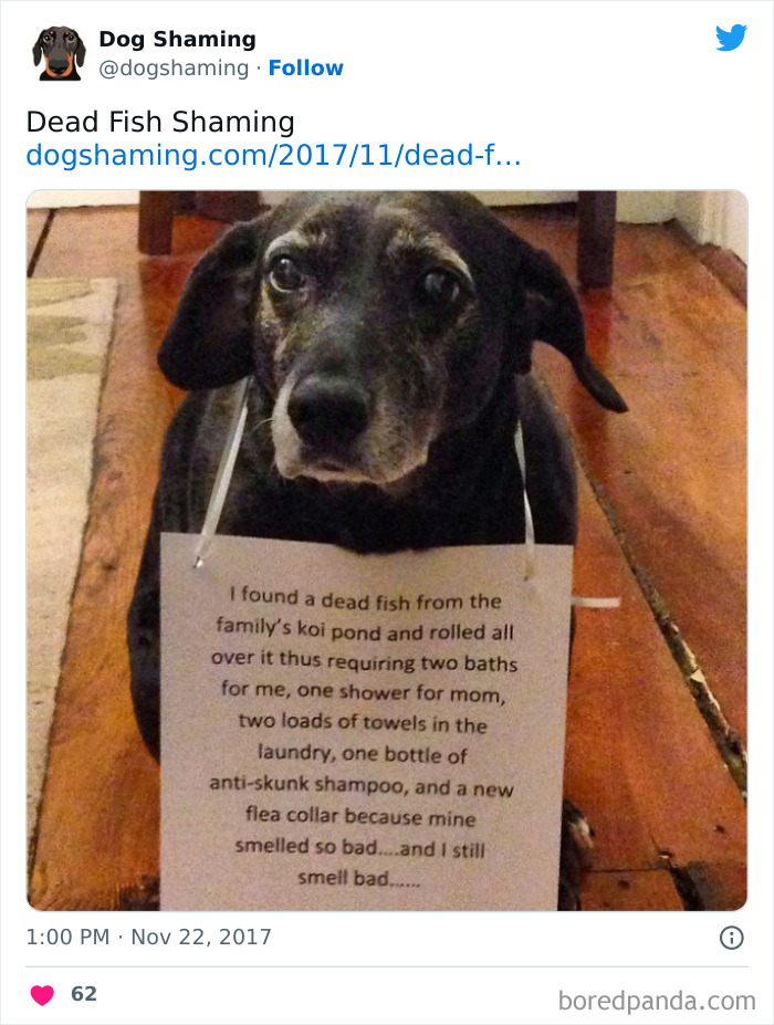 40 Dogs That Committed Such Wicked Acts, Their Owners Couldn&#8217;t Help But &#8220;Shame&#8221; Them (New Pics)