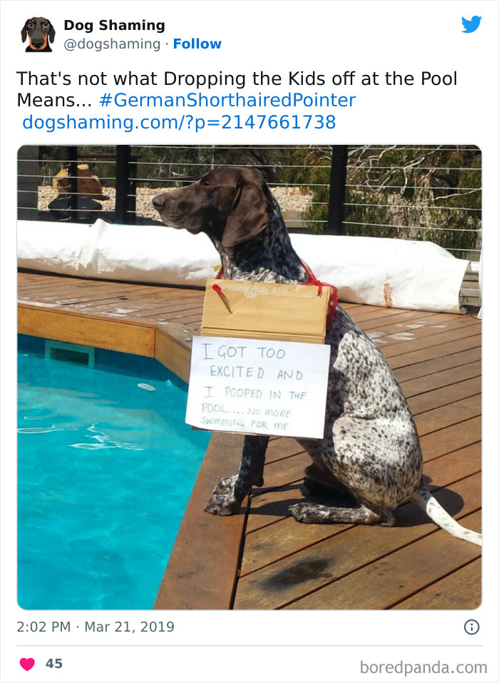 40 Dogs That Committed Such Wicked Acts, Their Owners Couldn&#8217;t Help But &#8220;Shame&#8221; Them (New Pics)