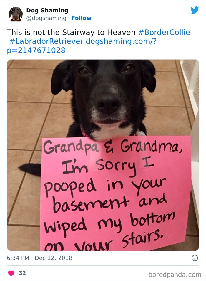 40 Dogs That Committed Such Wicked Acts, Their Owners Couldn&#8217;t Help But &#8220;Shame&#8221; Them (New Pics)