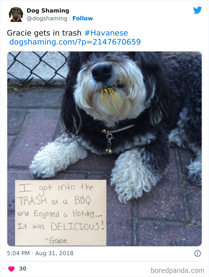 40 Dogs That Committed Such Wicked Acts, Their Owners Couldn&#8217;t Help But &#8220;Shame&#8221; Them (New Pics)