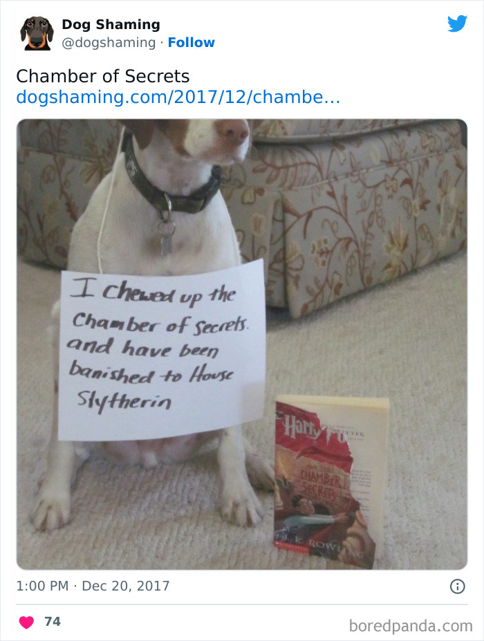 40 Dogs That Committed Such Wicked Acts, Their Owners Couldn&#8217;t Help But &#8220;Shame&#8221; Them (New Pics)
