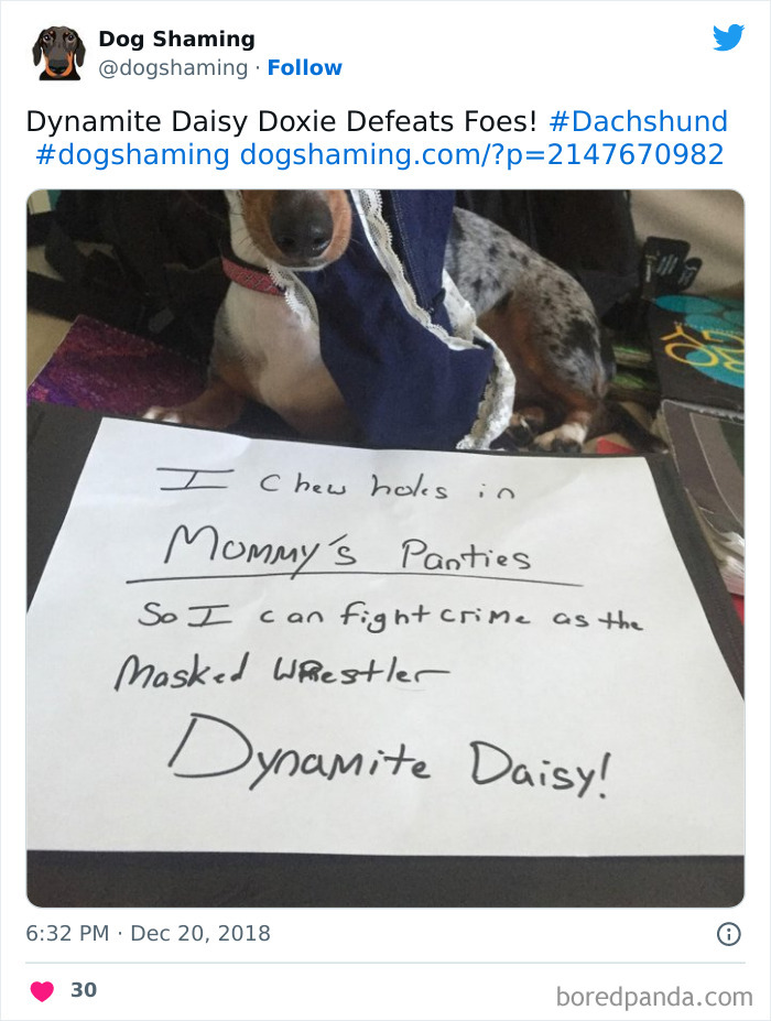 40 Dogs That Committed Such Wicked Acts, Their Owners Couldn&#8217;t Help But &#8220;Shame&#8221; Them (New Pics)