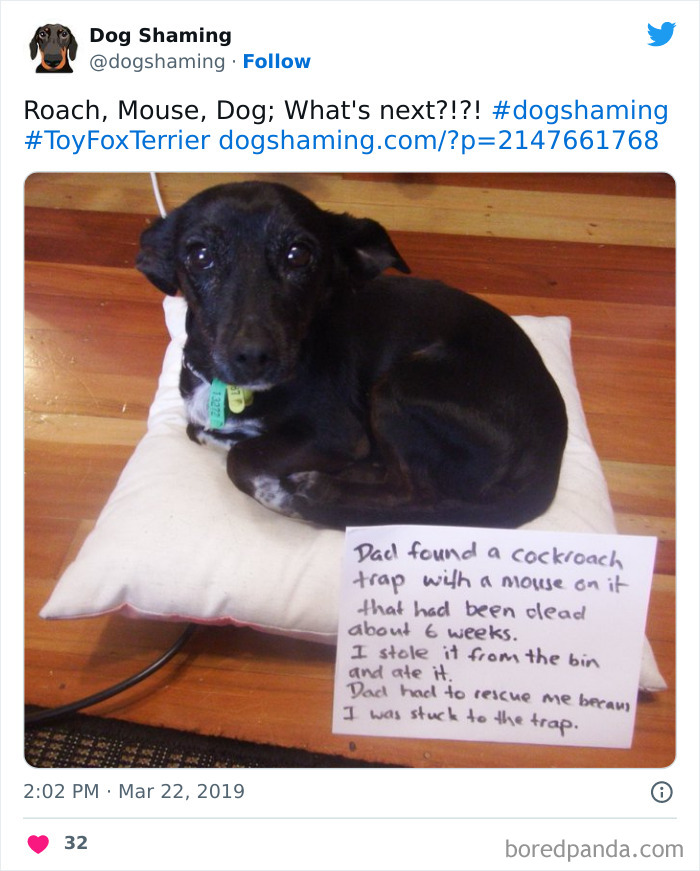 40 Dogs That Committed Such Wicked Acts, Their Owners Couldn&#8217;t Help But &#8220;Shame&#8221; Them (New Pics)