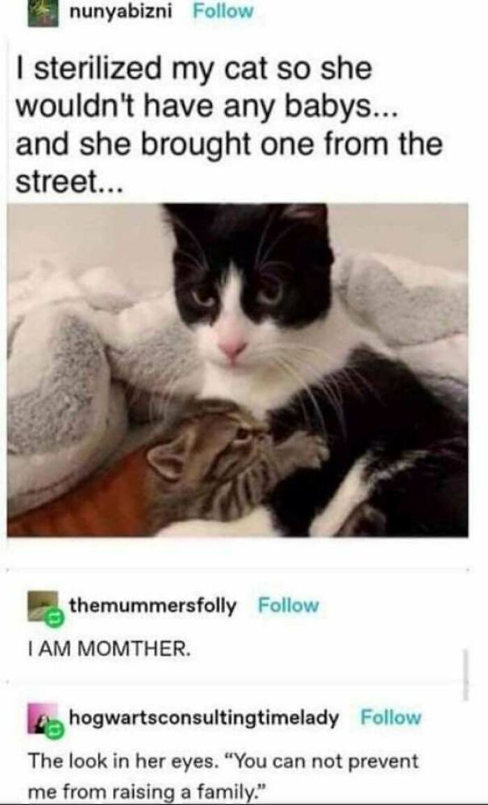 50 Funny Cat Photos Anyone Who Has Cats Should Appreciate