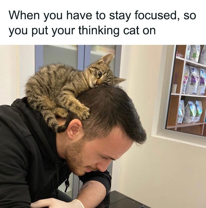 50 Funny Cat Photos Anyone Who Has Cats Should Appreciate
