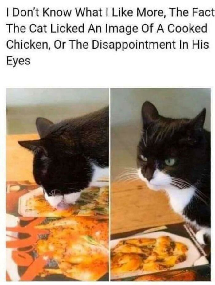 50 Funny Cat Photos Anyone Who Has Cats Should Appreciate