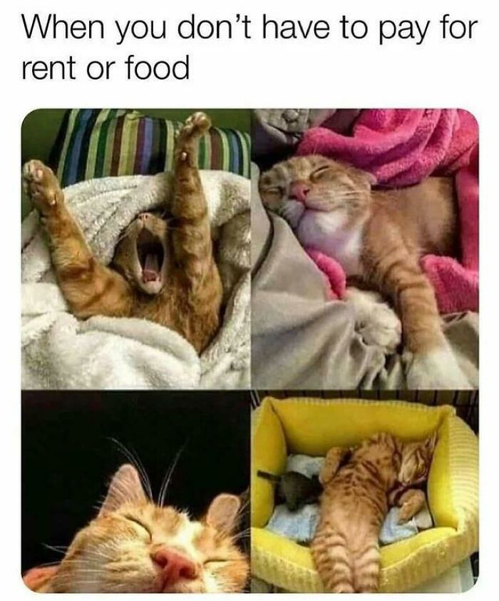 50 Funny Cat Photos Anyone Who Has Cats Should Appreciate