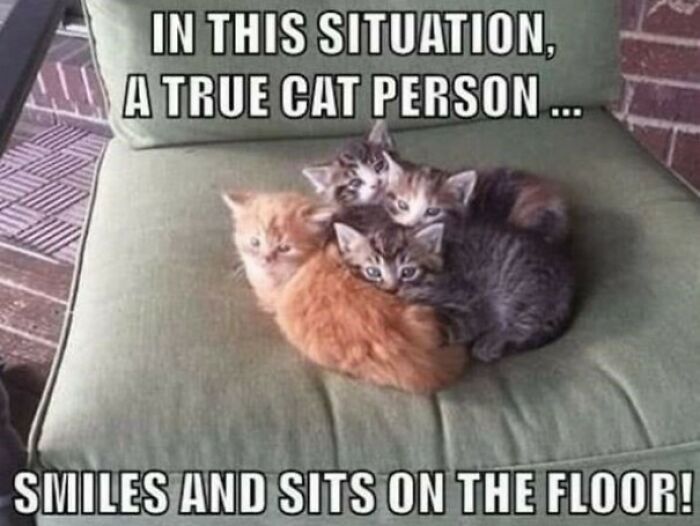 50 Funny Cat Photos Anyone Who Has Cats Should Appreciate