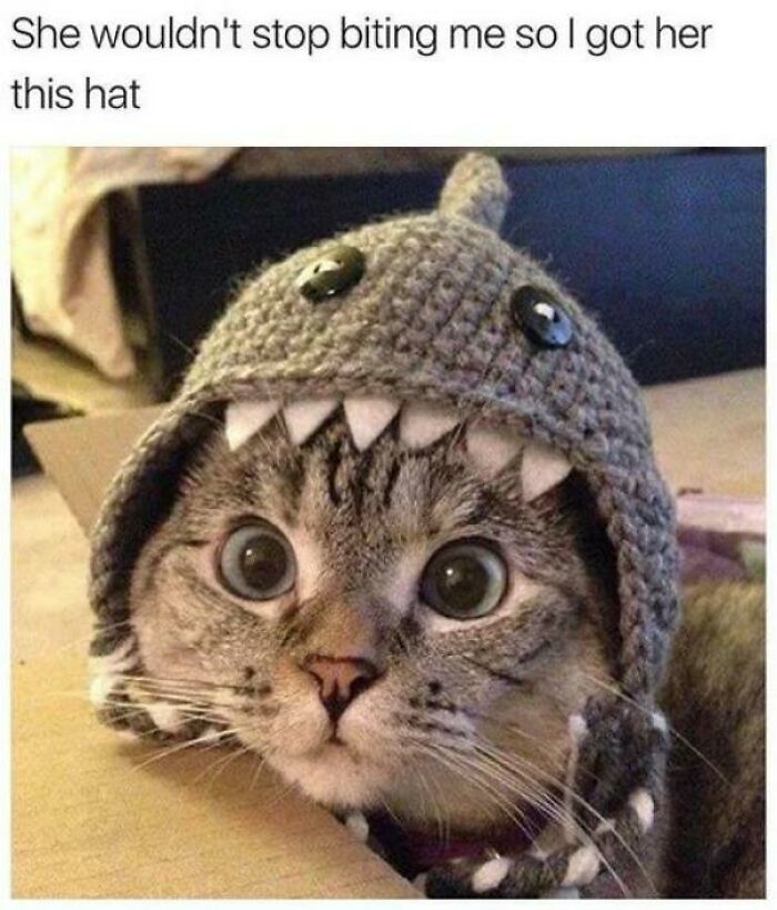50 Funny Cat Photos Anyone Who Has Cats Should Appreciate