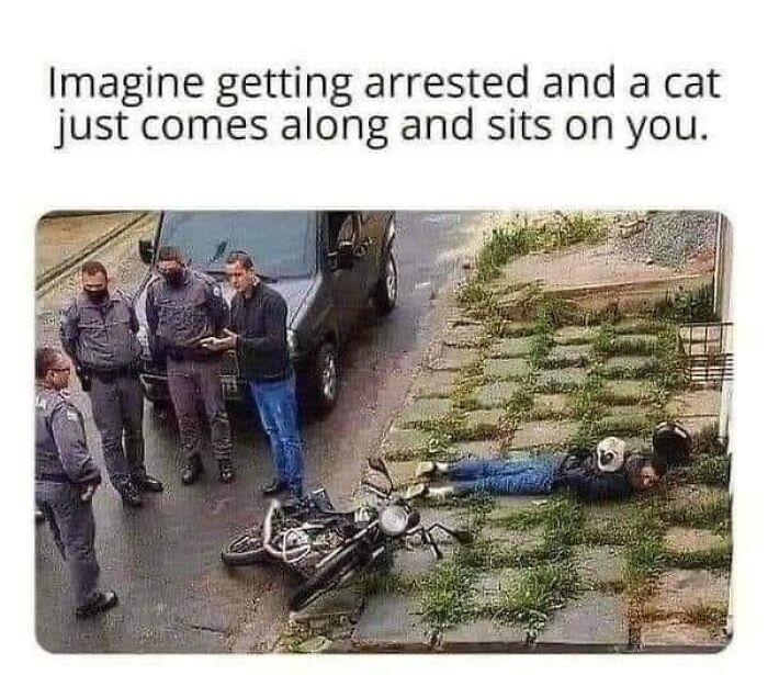 50 Funny Cat Photos Anyone Who Has Cats Should Appreciate