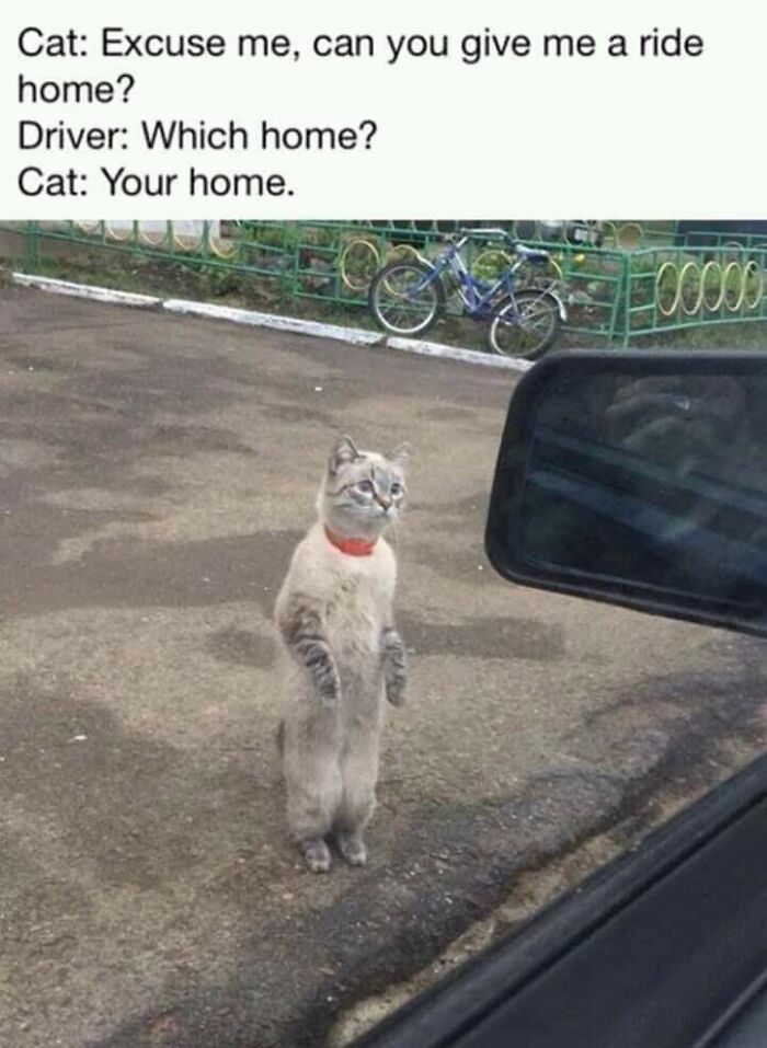 50 Funny Cat Photos Anyone Who Has Cats Should Appreciate
