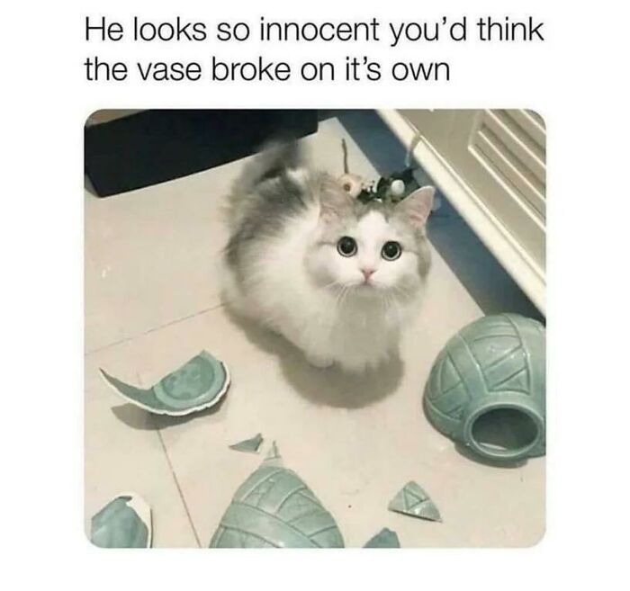 50 Funny Cat Photos Anyone Who Has Cats Should Appreciate