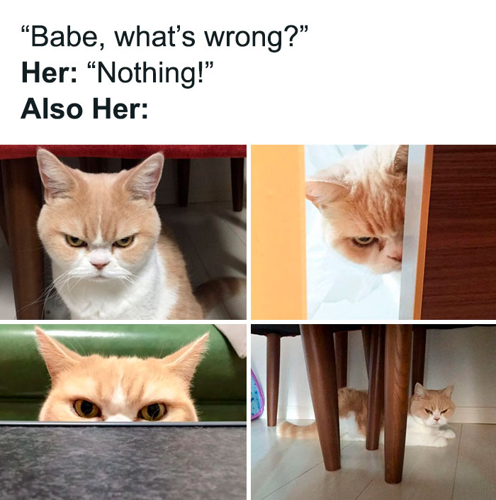 50 Funny Cat Photos Anyone Who Has Cats Should Appreciate
