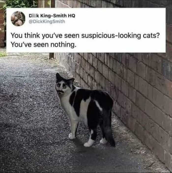 50 Funny Cat Photos Anyone Who Has Cats Should Appreciate