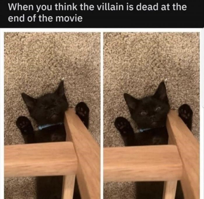 50 Funny Cat Photos Anyone Who Has Cats Should Appreciate