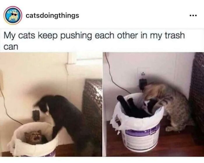 50 Funny Cat Photos Anyone Who Has Cats Should Appreciate