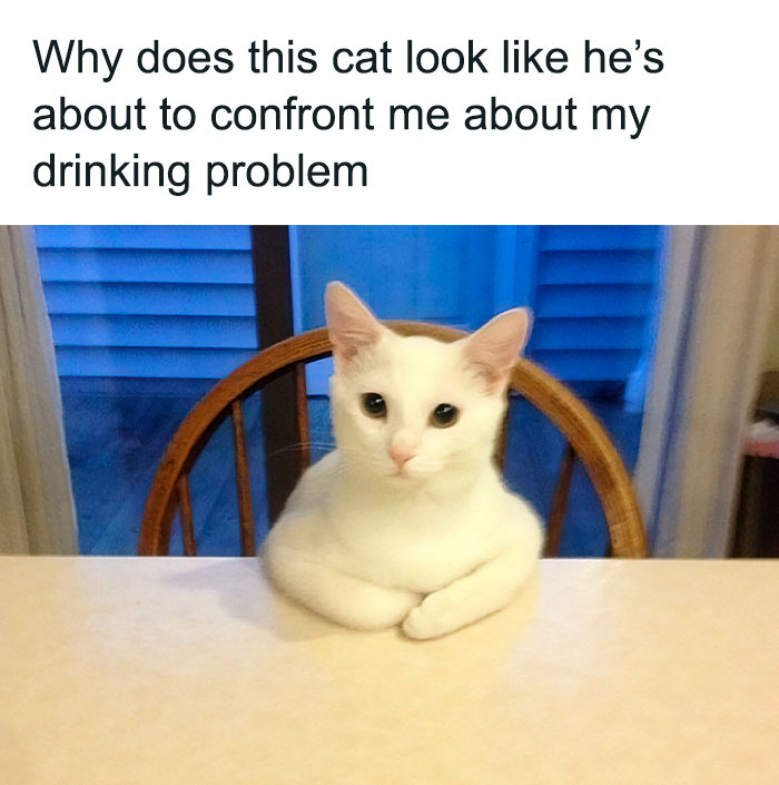 50 Funny Cat Photos Anyone Who Has Cats Should Appreciate