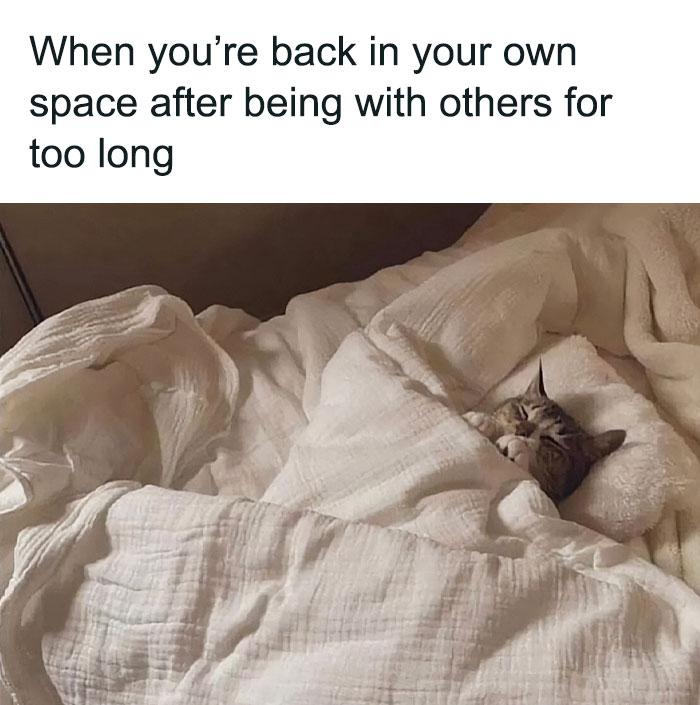 50 Funny Cat Photos Anyone Who Has Cats Should Appreciate