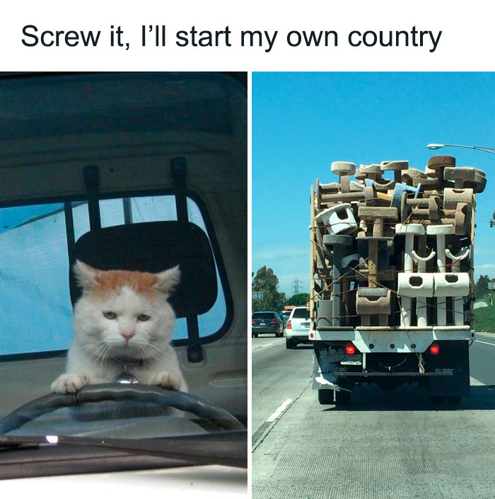 50 Funny Cat Photos Anyone Who Has Cats Should Appreciate