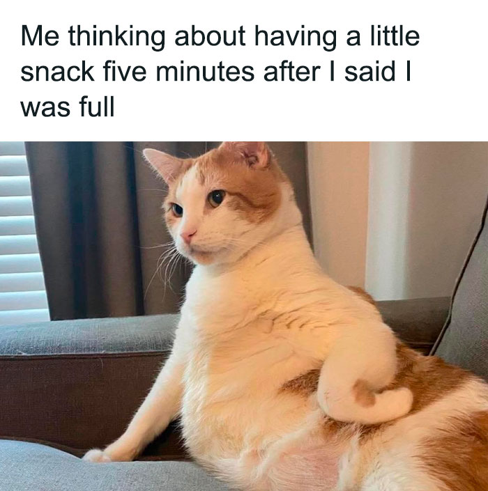 50 Funny Cat Photos Anyone Who Has Cats Should Appreciate
