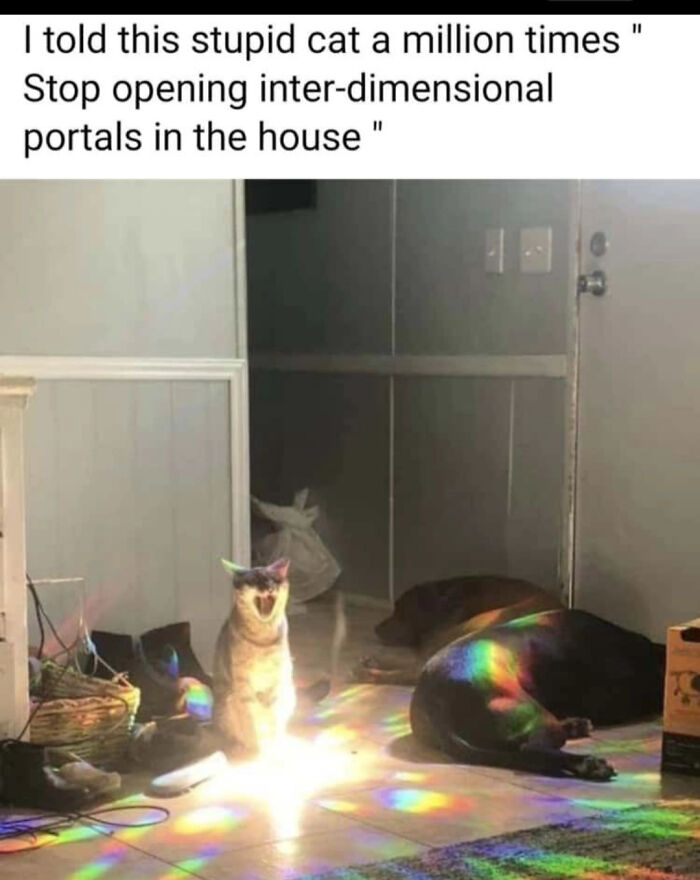 50 Funny Cat Photos Anyone Who Has Cats Should Appreciate