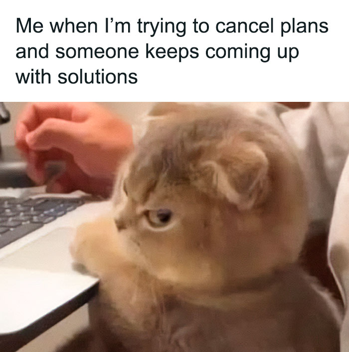50 Funny Cat Photos Anyone Who Has Cats Should Appreciate
