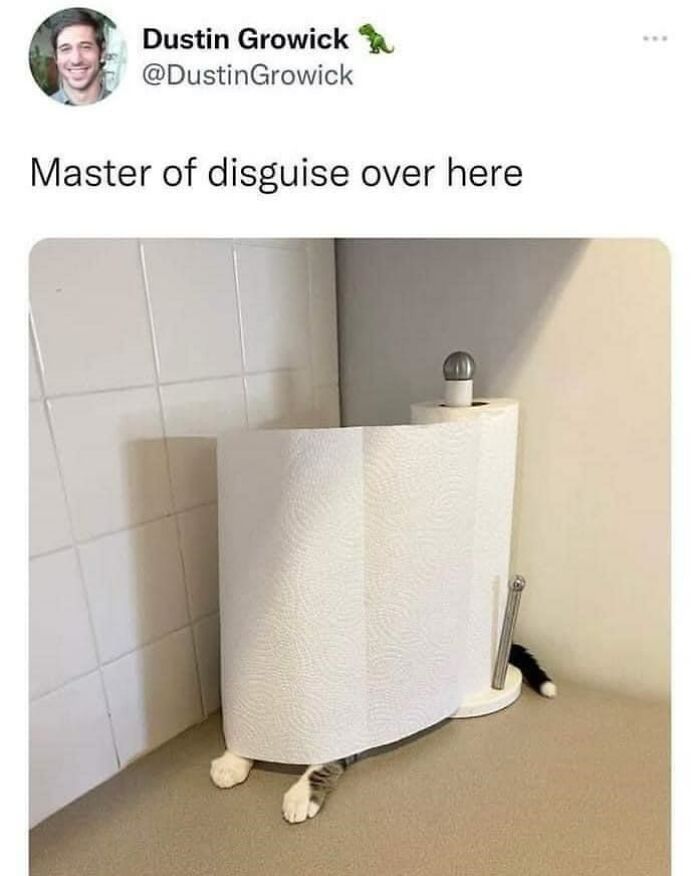 50 Funny Cat Photos Anyone Who Has Cats Should Appreciate